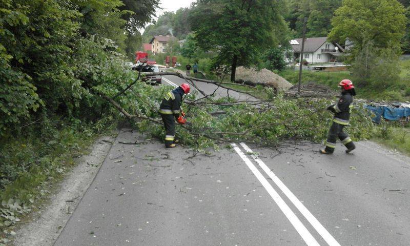 Nowy Sącz:  Powalane drzewa na ulicy Barskiej