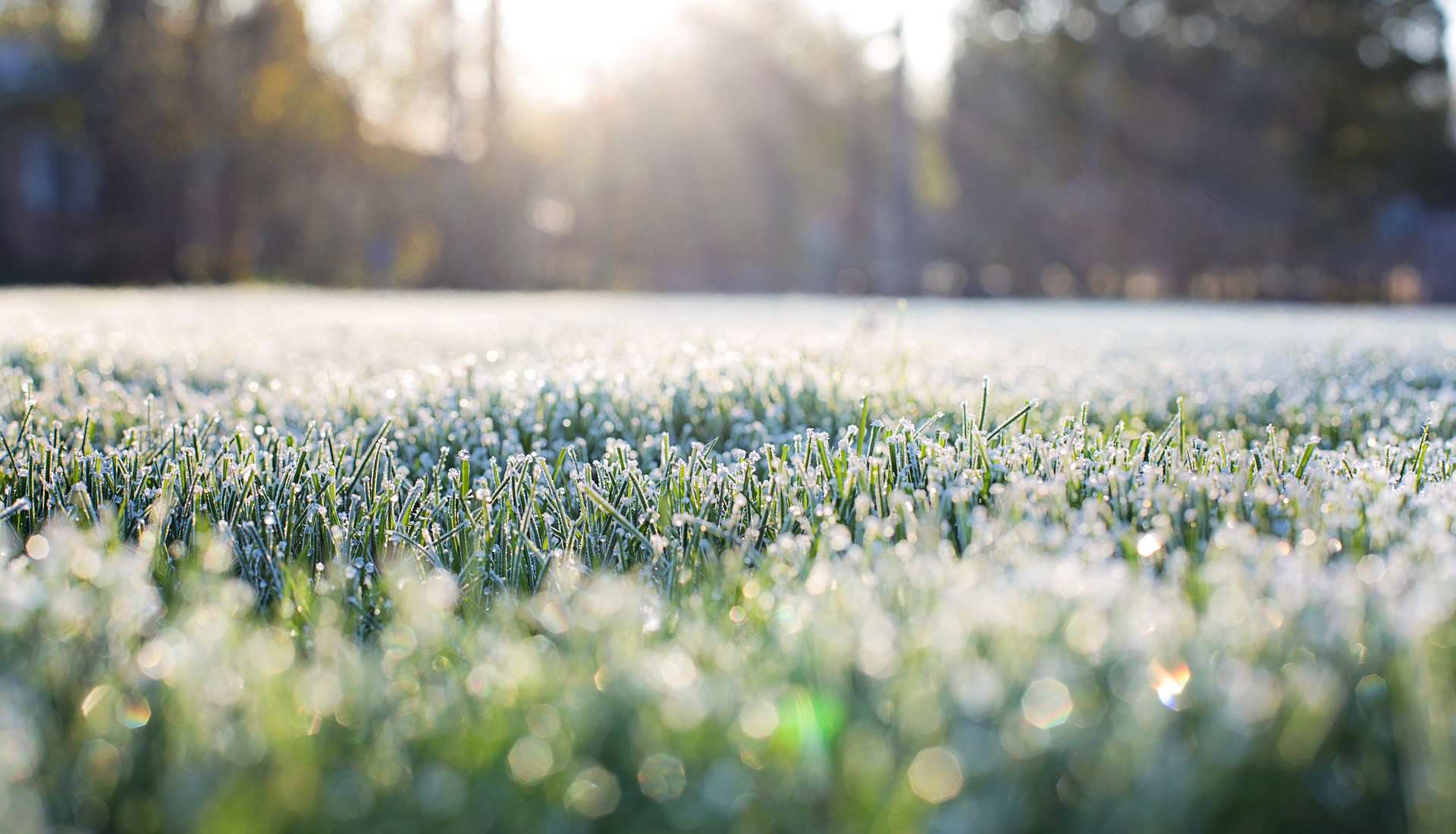 frost-on-grass - pixabay.com