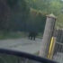 Nowy Sącz. Na osiedlu Chruślice widziano niedźwiedzia. Władze apelują o ostrożność